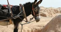 Working animals need urgent support as climate crisis worsens conditions, charity warns