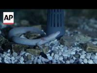Slovenia’s ‘baby dragons’ turn 10, offering a rare window into a secretive species