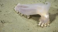 Scientists found 57 species unknown to science. Why the deep ocean remains a mystery
