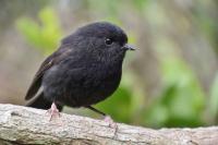 Black Robin Was Down to Five Birds. Now It’s New Zealand’s Bird of the Year