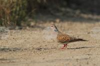 More Than 21,000 Birds Observed in Bulgaria during European Birdwatch Days