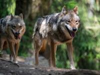 Swiss canton shot 17 wolves in September