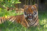 North Carolina Zoo announces March 2027 opening for new Asia expansion