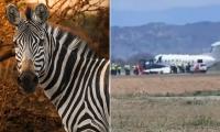 Safari plane packed with tourists makes emergency landing after hitting a ZEBRA during take-off in Tanzania