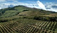 Colombian Hass avocado industry pushes for productivity amid six percent acreage uptick