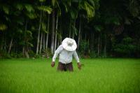 Sri Lanka Agriculture Contracts as Farmgate Price Gaps Persist