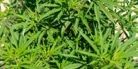 Cannabis Use Linked to Increased Risk of Violence