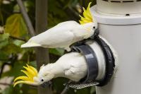 Artificial nests give Hong Kong’s cockatoos a home – and a chance to study their behavior