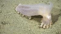 Every Copepod Proved New to Science: Ocean Census Confirms 57 Deep-Sea Finds Off Argentina