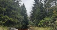 Trump administration considers opening West Virginia roadless forests to logging