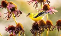 The Flower Gardeners Never Deadhead In October – Leave it for Wildlife, Fall Color and Winter Beauty