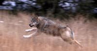 Colorado wildlife officials say they'll stop killing wolves that attack livestock. What's behind the new policy?