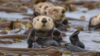 Science, Indigenous knowledge team up to restore Canada’s kelp. (Sea otters help, too.)