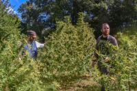 The end is near for U.S. hemp THC market. But uncertainty...