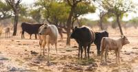 EU suspends some meat imports from Namibia