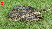 Burmese pythons and invasive plants reshape Everglades as native mammals decline by about 90%