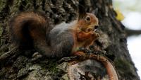 Squirrels may be cause of Russian 'plague outbreak' linked to death of boffin