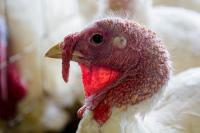 MN Lawmakers Look to Help Turkey Growers
