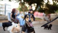 12 dog-friendly places in Cape Town for a proper day out