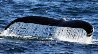 Can a Human Survive Inside a Whale? A Massachusetts Diver Lived to Tell