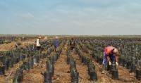 How the EU Deforestation Policy Could Reduce Forest Loss Around the World