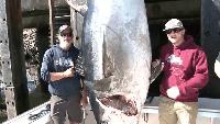 New Hampshire fisherman lands 1,116-pound bluefin tuna, breaking state record