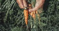 Are crops really losing their nutrients, or do we simply need to eat more of them?