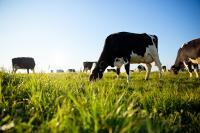 National Dairy Board awards scholarships to college students