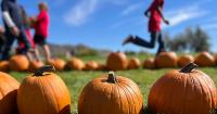Carson City school’s annual pumpkin patch returns Saturday