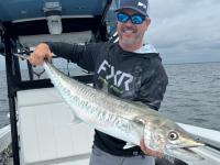 Best Kingfish Bait: How To Catch, Prep and Rig Ribbonfish