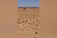 Oman releases 60 rare sand gazelles into the wild in major conservation push