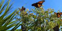 Monarch butterflies, annual festival coming soon to St. Marks Wildlife Refuge