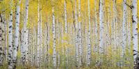 Award-winning fine art photographer finds solace among autumn colors