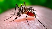 Florida dengue cases climb past 250 as local transmission continues