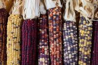 USDA Announces $180 Million Seed Sovereignty Initiative to Strengthen U.S. Agricultural Security