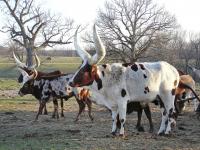 South African president’s farm sells cow at auction for record $370,000