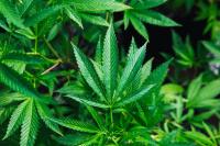 I’ve operated both alcohol and cannabis businesses. Here’s which is more heavily regulated.