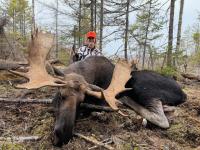 Maine’s September bull moose season success up from last year
