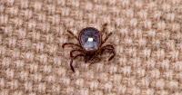 West Virginia tracks uptick in meat allergy disease from lone star ticks
