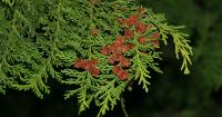 Japanese Forestry Byproduct May Have an Unexpected Use as a Sleep Aid, Pilot Study Finds