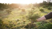 Jordan Plants 4 Million Trees Under 2030 Initiative