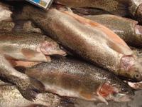 Thailand remains a key market as Norwegian trout exports drop
