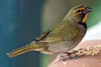 Miami Airport Agents Find 10 Live Birds Stuffed Into Traveler's Underwear