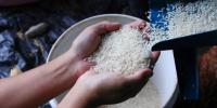Rivero assures Government will adopt measures to protect rice producers