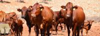 Agribank ready to assist farmers amid FMD outbreak… to be assessed case-by-case