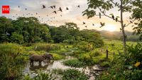 A Costa Rican cattle ranch became a wildlife haven with 440 bird species
