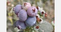 New berry plant propagation project begins in Morocco
