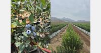 Peru will export fewer blueberries than last season, despite having a larger cultivated area