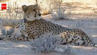 Cheetahs return to Zambia's Greater Luangwa after nearly 30 years