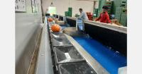 "Demand is picking up, but prices will not fully offset the smaller pumpkin harvest"